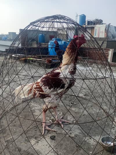 Aseel Patha for sale