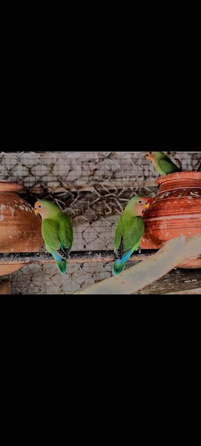 peach face love birds