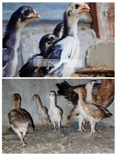 aseel sindhi chicks for sale