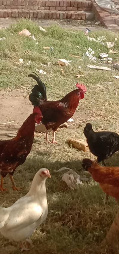 گھر کی پلی ہوئی دیسی مرغیاں