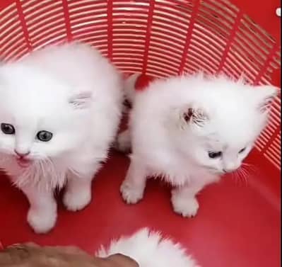 Persian female kitten for sale. my WhatsApp number 0320*24-100*47