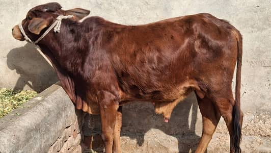 wacha/wera/katta/bufellow/cow/