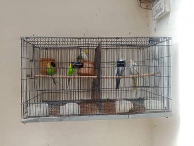 Budgies cocktails with cage