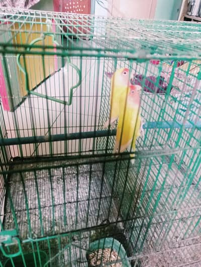 BREADER PAIR LOTINO  AND 2 POTION CAGE AVAILABLE