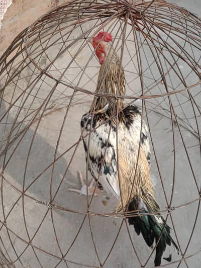 Aseel java and aseel chicks