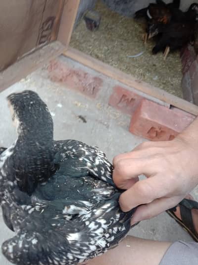 Aseel and aseel chicks