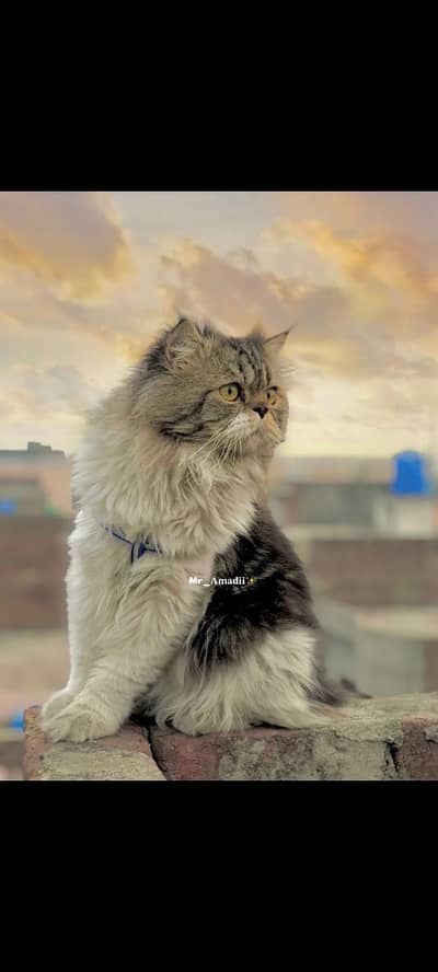 Persian male for sale 03156881522