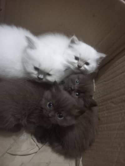 Persian and ragdoll triple coated Kittens for Sale