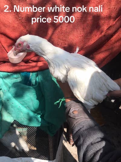 Hera madi yelloe nok nali white nok nali