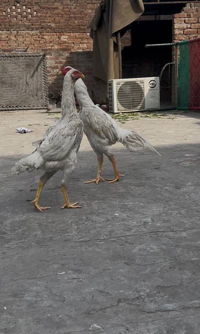 shampoo male ha female sale ho Gai ha