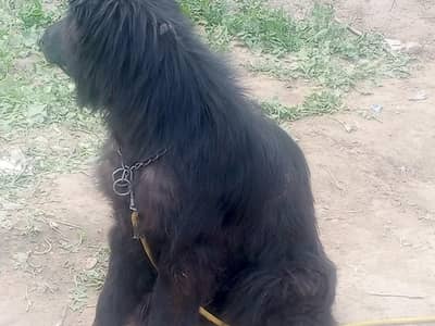 black garman Shepard female far sale