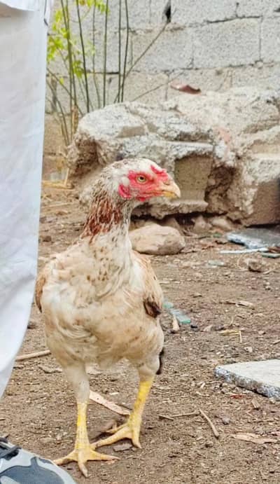 Aseel high Quality breeder