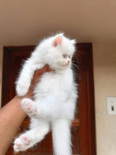 Persian kitten for urgent sale my WhatsApp number 0313496819one