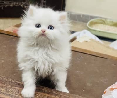 Bombastic Quality Persian Odd Eyes Kitten