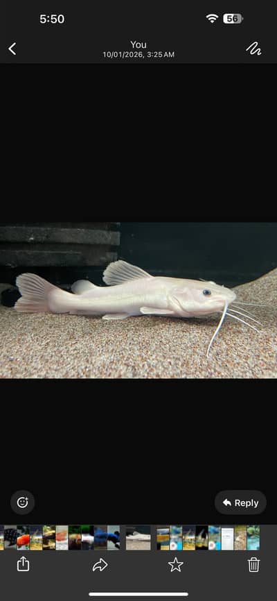 Albino arowana, phantom Redtail catfish, Oscars