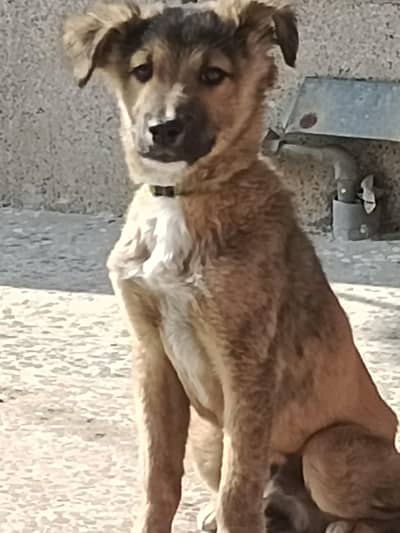 German Shepherd  cross i