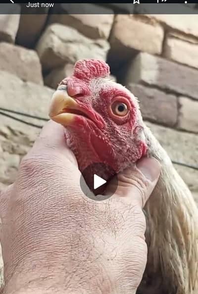 Parrot Beak 03139874002