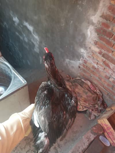 home bread ghar ka ha  Pakistani or Thai ka Cross ha