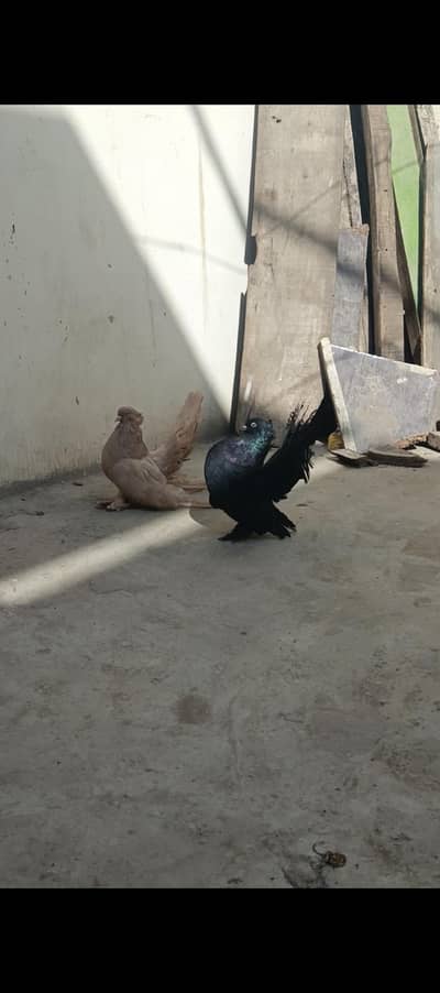 american fantail two pair