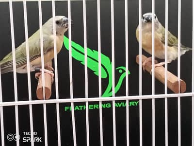 goldian split blue & star finch & albino shafttail finch