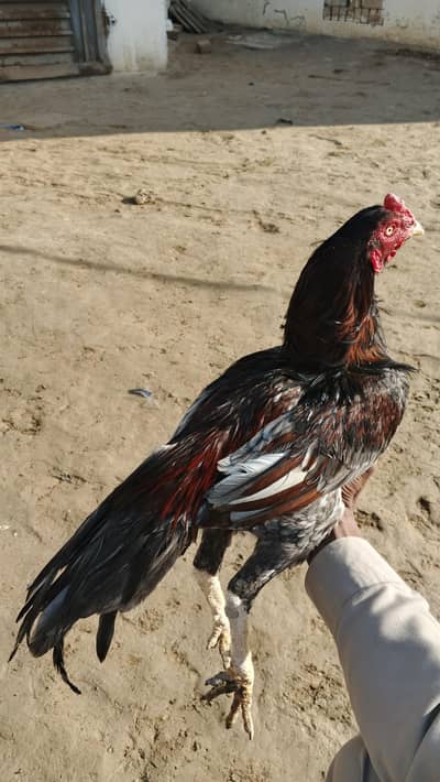 urgent sale 03400531804 call this number