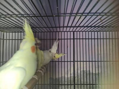 cockatiel pairs available at good price