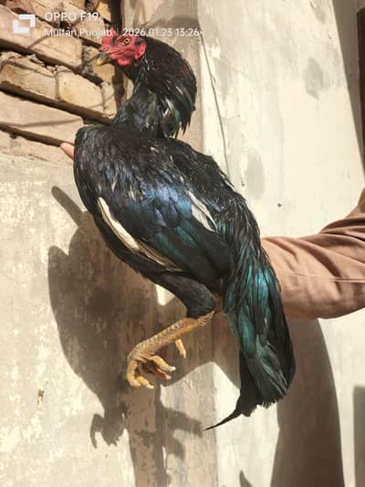 Ghar ka Aseel Patha available