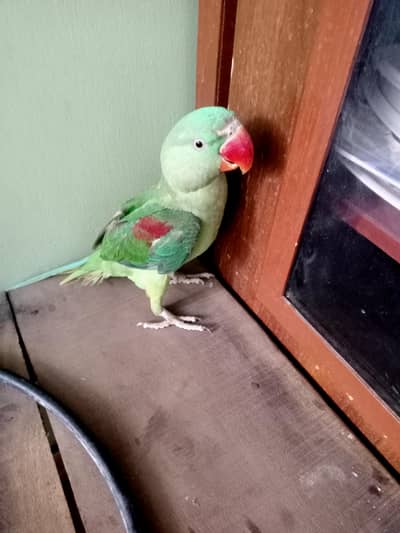 RAW PARROT FOR SALE