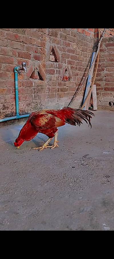 miyanwali aseel murga out class standing pela colour exchange posible