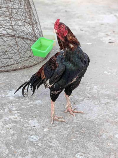 Amroha Aseel breeder