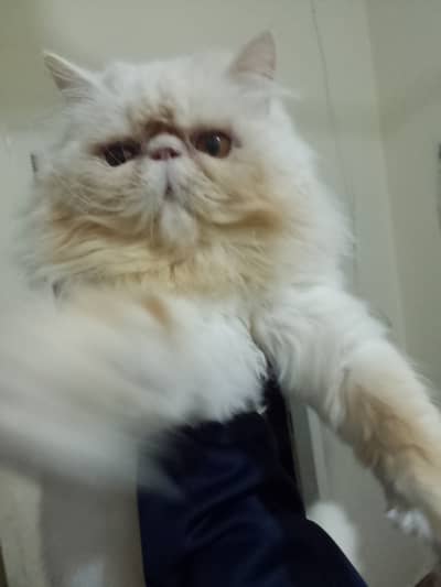 Peke / peki  / piki male cat for sale