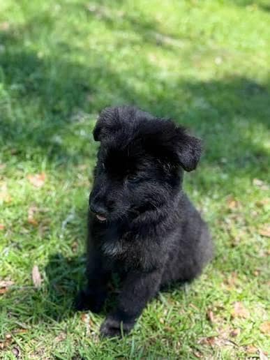 Black German shepherd puppies available for sale