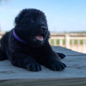 Black German shepherd puppies available for sale