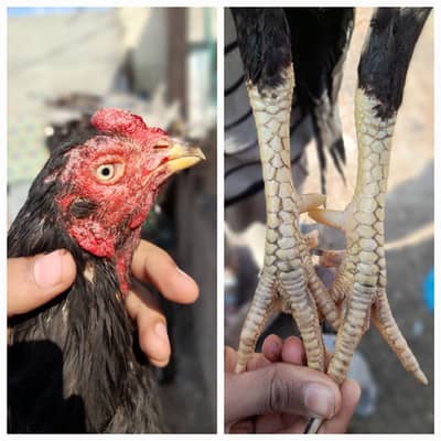 A 1 ASEEL whatsapp 03019076291 urgently sale