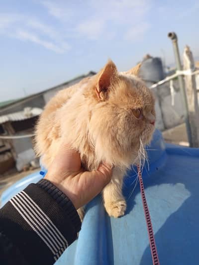 Persian Creame Color Cat  Female