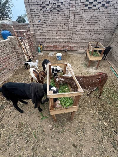 Laal Makhi Cheeni Bakri/Black Bakra/Desi Ablaq/Paatha/Teddy Bakri/Bakr