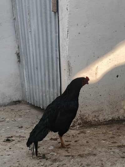 aseel cock for sale