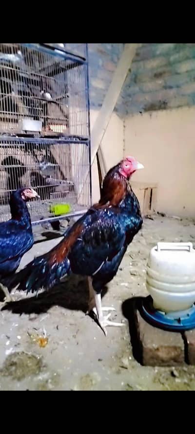 Aseel mushka male  4 femals