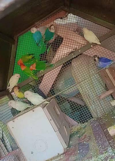 love bird breeder set up