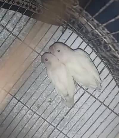 love bird breeder set up