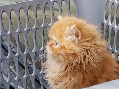 pair price/CFAline/round bigeyes/pure persian/cute/longcoat/unique