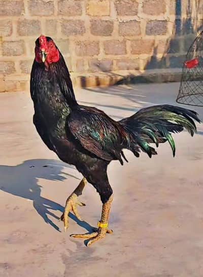 high quality imported breed available