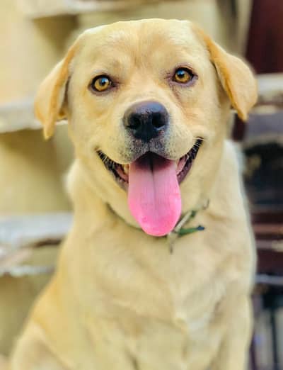 Labrador dog golden