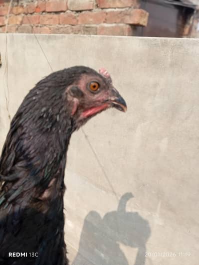 70 persant this cross