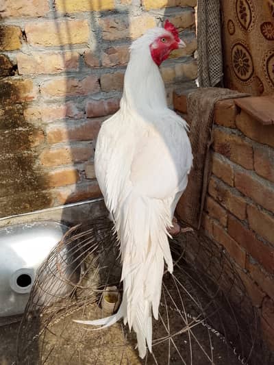 heera murga / aseel/ 03431524826