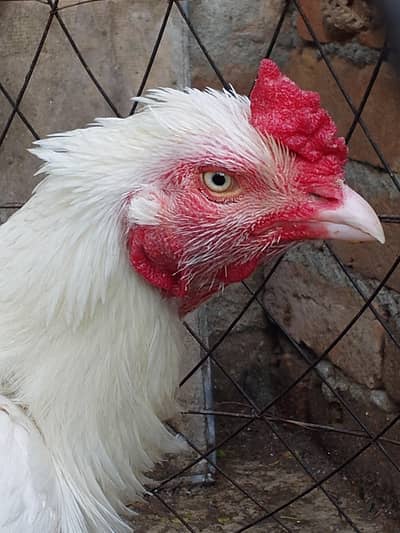 heera murga / aseel/ 03431524826