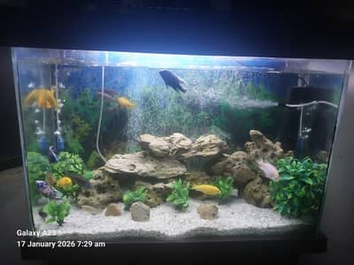fish aquarium African chiclet colour full all setup sale