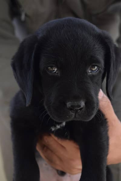 Pure British Black Labrador puppy male, vaccinated,pedigree papers