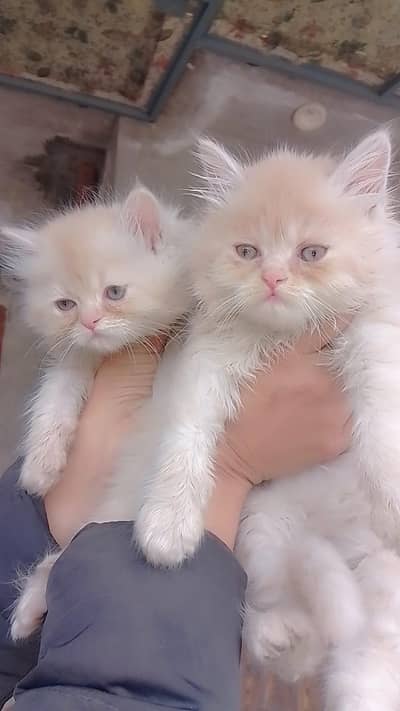 Persian cat triple coat punch face urgently sale