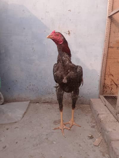 pure mainwali aseel patha for sale